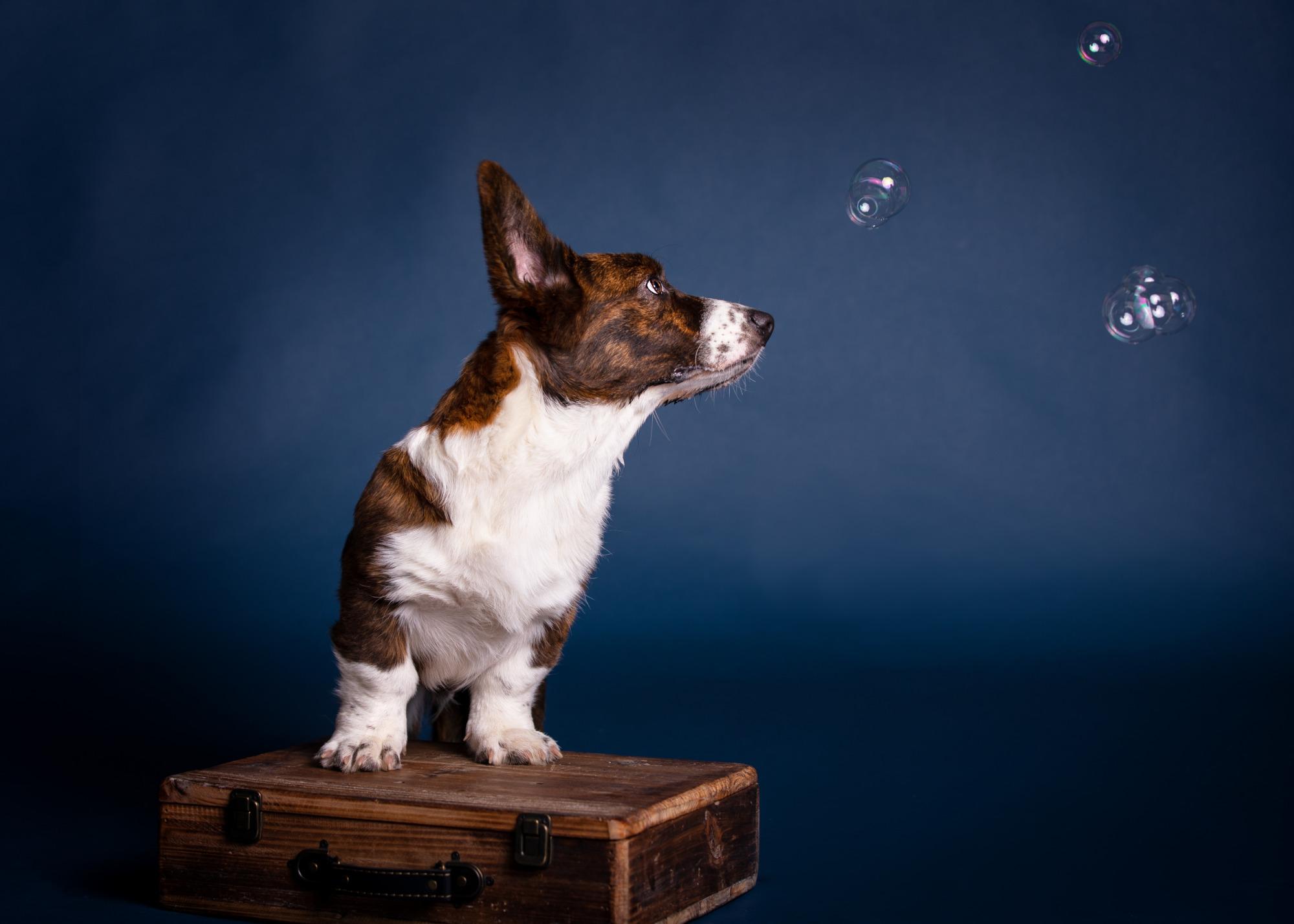 Fotoshooting Hund im Studio