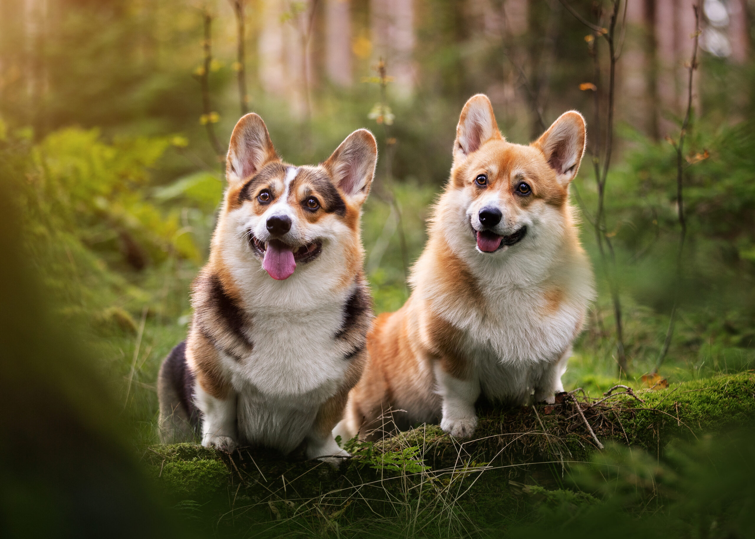 Hundeshooting Welsh Corgi Pembroke